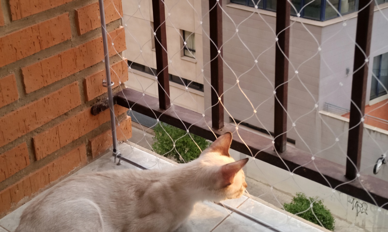 catsafe